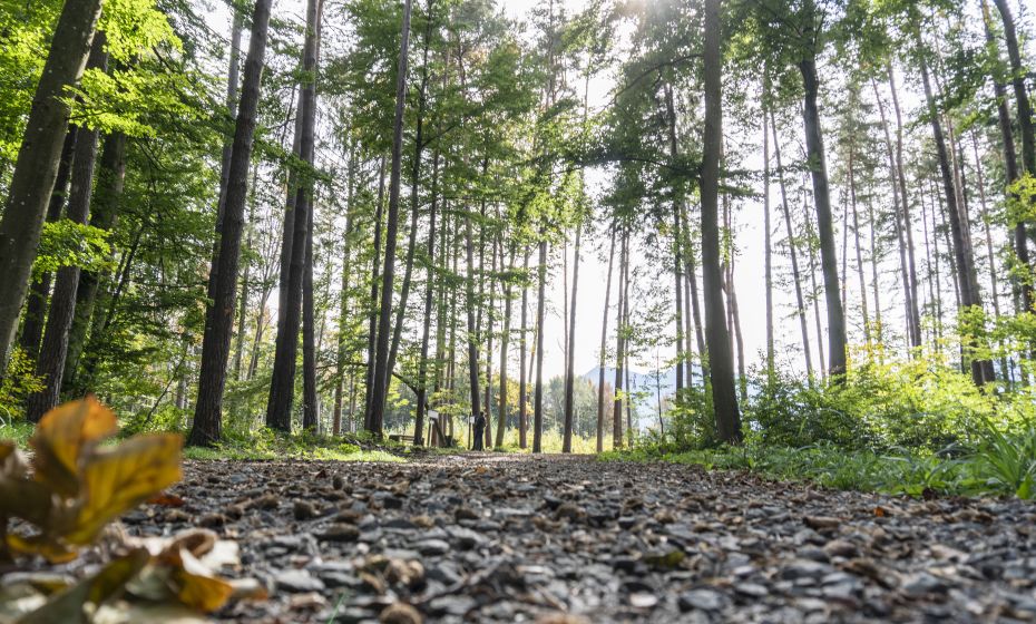 Wildpark Feldkirch Waldweg