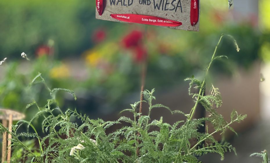 Probiar Amol Weg - Elfie Ganahl Probiar Amol Weg - Elfie Ganahl