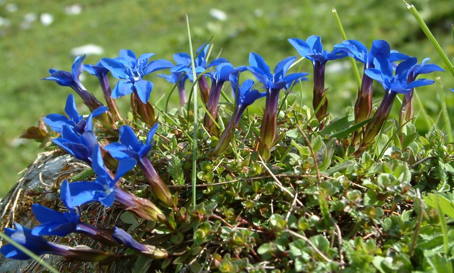 Ein Besuch des seit 1907 bestehenden Alpengartens bei der Lindauer Hütte ist sehr lohnenswert. Ein Besuch des seit 1907 bestehenden Alpengartens bei der Lindauer Hütte ist sehr lohnenswert.