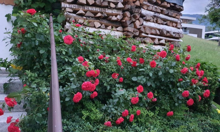 DreamlandRanch Vorarlberg