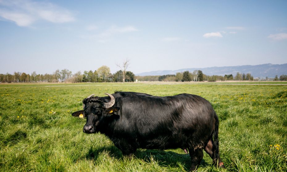 Heldernhof Höchst (c) - _matakstudios, Bodensee-Vorarlberg Tourismus (3).jpg Heldernhof Höchst (c) - _matakstudios, Bodensee-Vorarlberg Tourismus (3).jpg