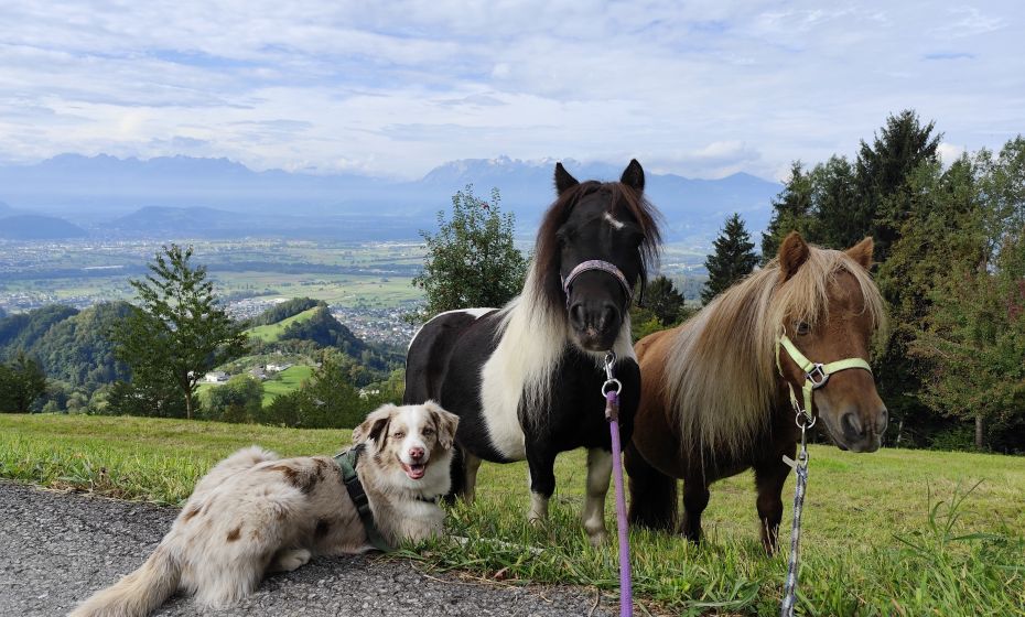 hufwärts ponytrekking 4.jpg hufwärts ponytrekking 4.jpg