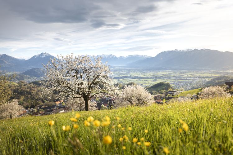 Fraxern Kirschblüte (c) Lucas Tiefenthaler - Vorarlberg Tourismus Fraxern Kirschblüte (c) Lucas Tiefenthaler - Vorarlberg Tourismus